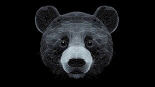 线条勾勒的熊头肖像