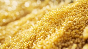 饱满金黄小米特写