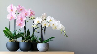 优雅兰花生机盆栽展示