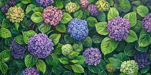 多彩绣球花的繁茂景致