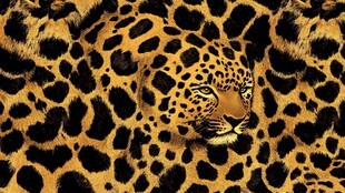 豹纹背景中的豹子头