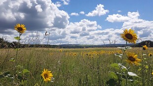 向日葵田野上的蓝天白云