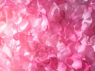浪漫粉色玫瑰花瓣背景