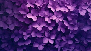 紫色绣球花特写