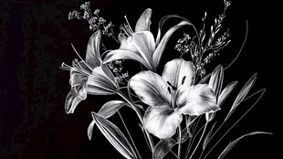 黑白百合花插画艺术