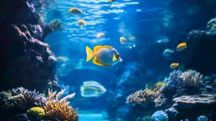 海底鱼群畅游的梦幻景象