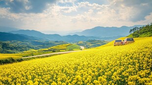 金黄花海中的惬意自驾之旅