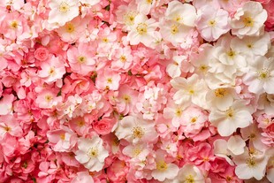 粉色白色花卉交织美景