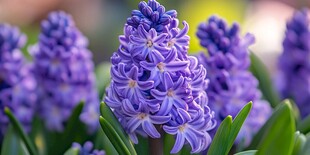 紫色风信子 优雅绽放