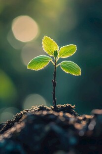 新生幼苗 微光下的希望