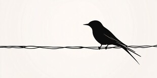 电线上的黑色小鸟剪影