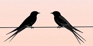 电线上的双燕剪影