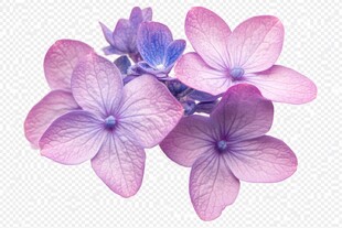 梦幻粉紫绣球花