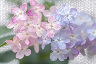 粉紫绣球花特写