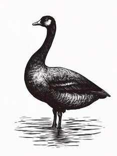 站立水中的黑白色大雁