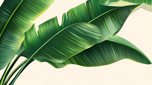 热带芭蕉叶 清新自然风