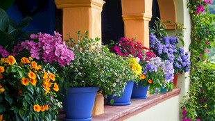 多彩盆栽装点温馨阳台