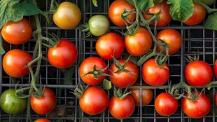 新鲜饱满的成串小番茄