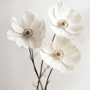 三朵优雅的白色银莲花