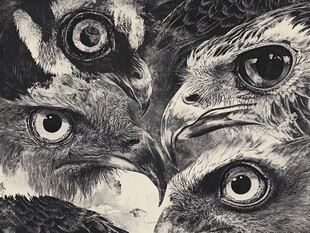 鹰之凝视 多视角鹰头特写