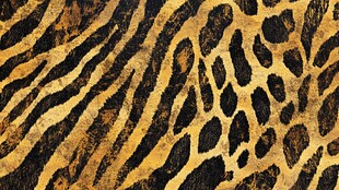 动物纹理图案 斑马与豹纹