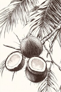 手绘椰子与椰叶插画