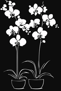 黑白兰花盆栽插画