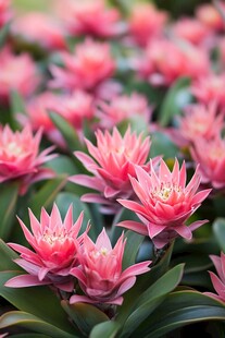 娇艳盛开的粉色凤梨花