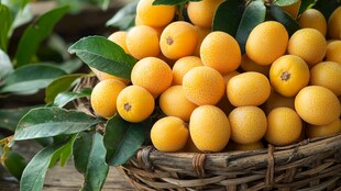 竹篮中的鲜黄饱满枇杷