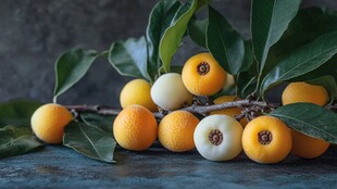 枝头枇杷果 绿叶相映衬