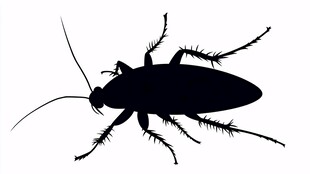 黑色蟑螂剪影