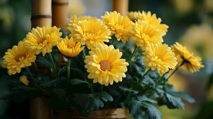 黄菊盛放于竹旁的美景