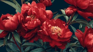 艳丽红牡丹绽放之美