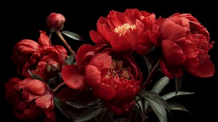 艳丽红牡丹绽放于黑幕