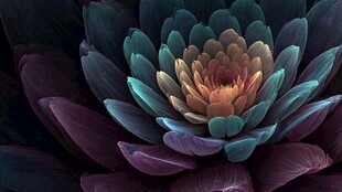 梦幻多彩花朵特写