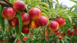 枝头饱满诱人的新鲜油桃