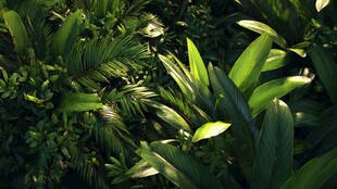 热带绿植的光影魅力