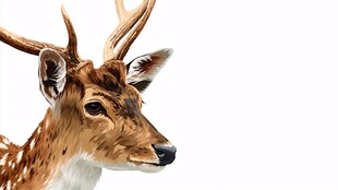 优雅梅花鹿头部特写