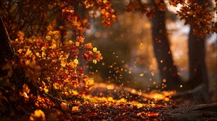 秋日林间光影落叶美景