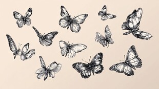 手绘蝴蝶集合图