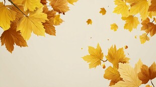 金秋枫叶飘落唯美画面