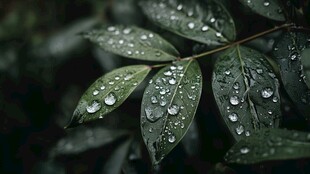 雨后绿叶 水珠晶莹的生机