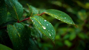 雨后绿叶露珠晶莹剔透