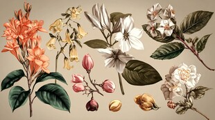 复古风花卉植物插画素材