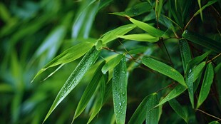 翠绿竹叶 清新自然之景