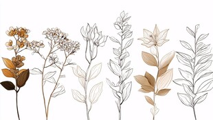 手绘植物花卉线条插画
