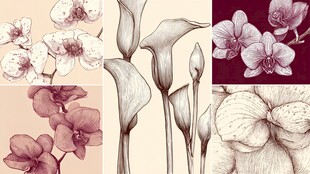 手绘花卉插画集合