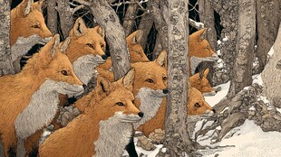 雪林中的狐狸群像