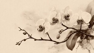 水墨风兰花特写