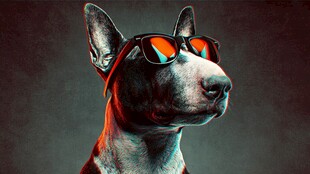 酷炫墨镜狗狗的时尚瞬间